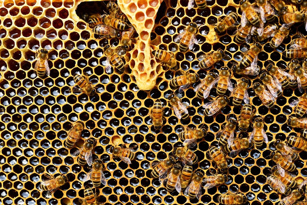Bienen auf Wabe Honigschleuder manuell oder elektrisch