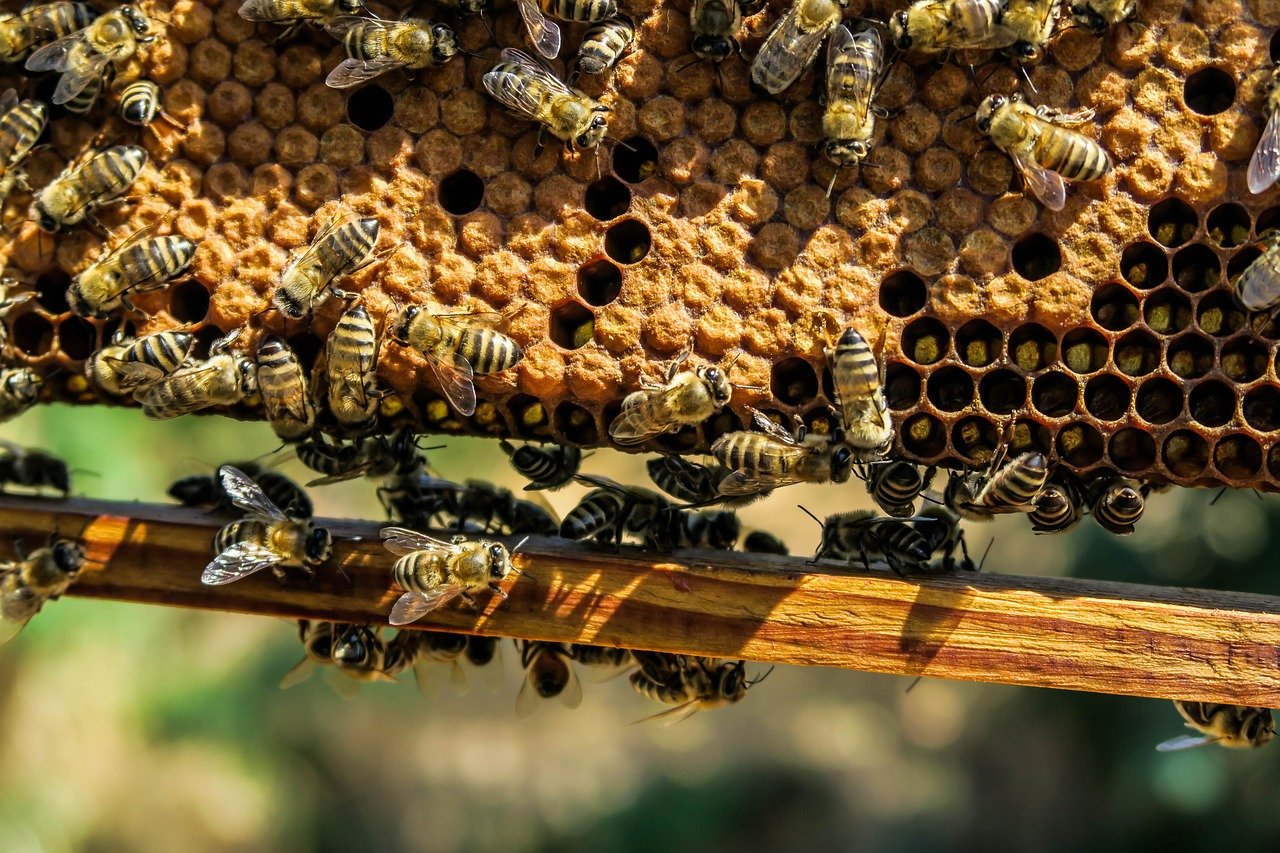 Bienenhaus Honigschleuder reinigen
