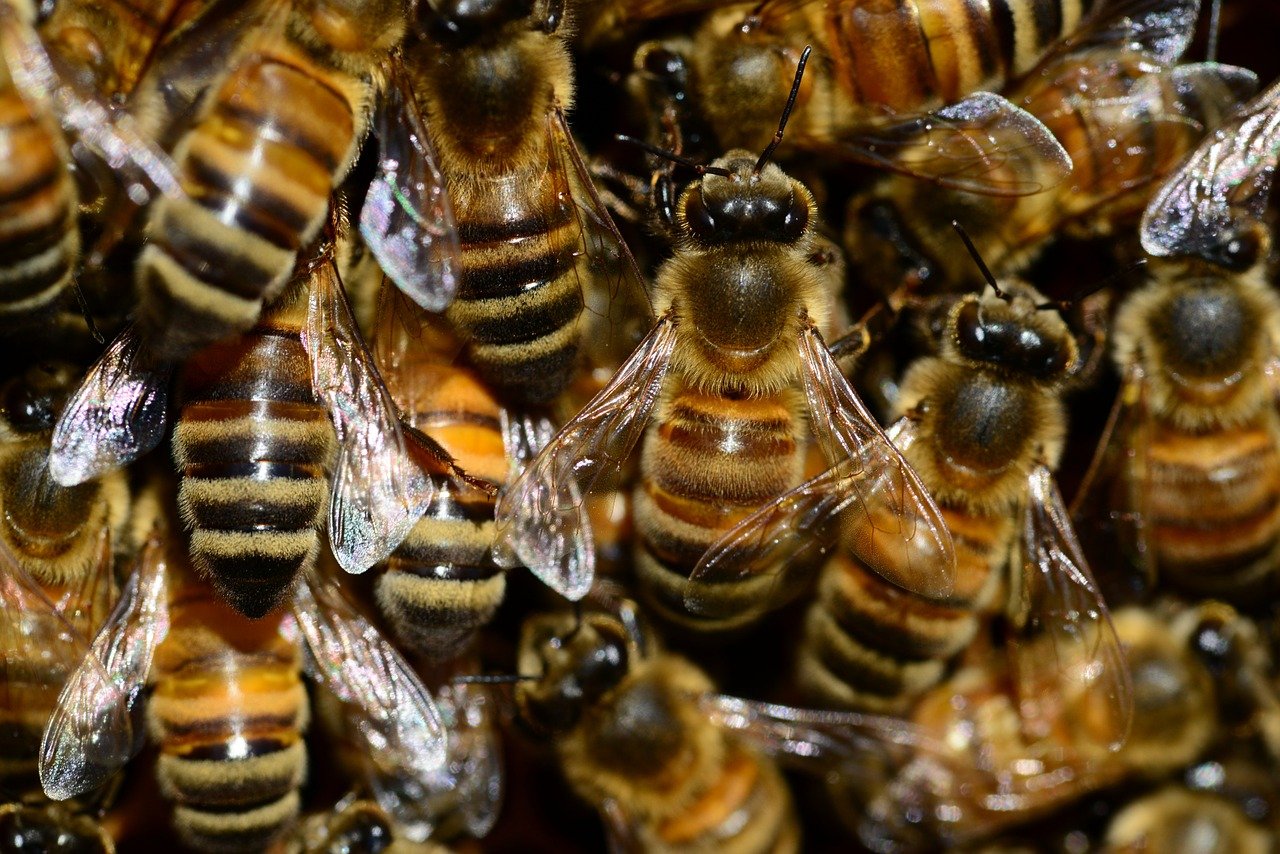 Bienenschwarm Honigschleuder Polen kaufen