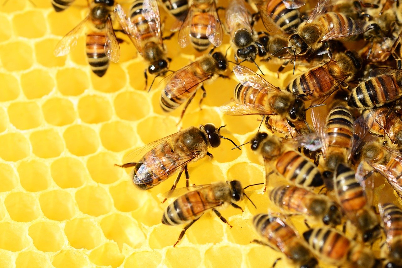 Bienen auf der Wabe Honigschleuder Motor nachrüsten