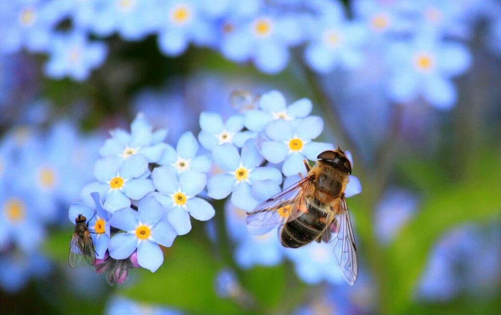 Bienen vor Varroa-Milben schützen Tipps und Tricks