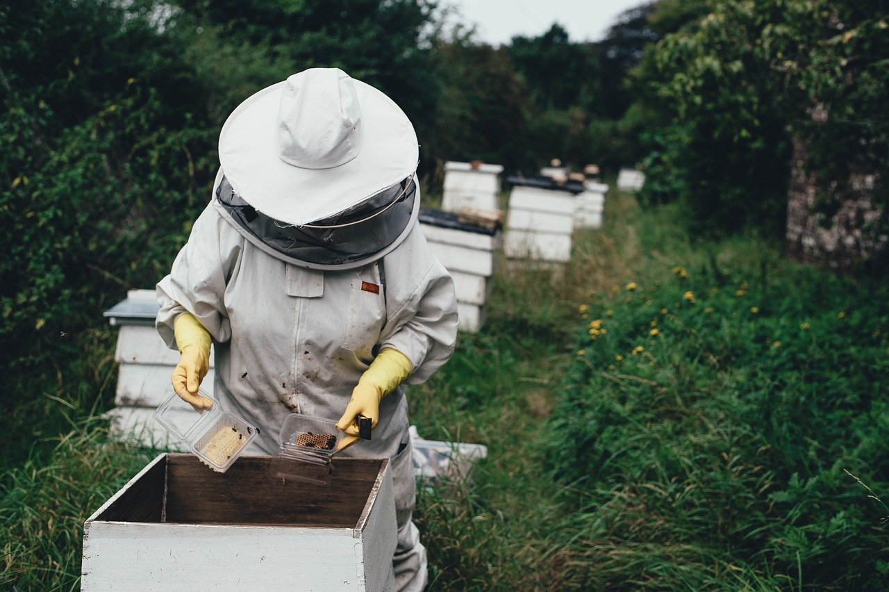 Mann kümmert sich um Bienenvolk. Wie wird man ein guter Imker Tipps und Tricks