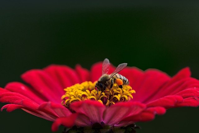 Biene auf Blume Bestäubung