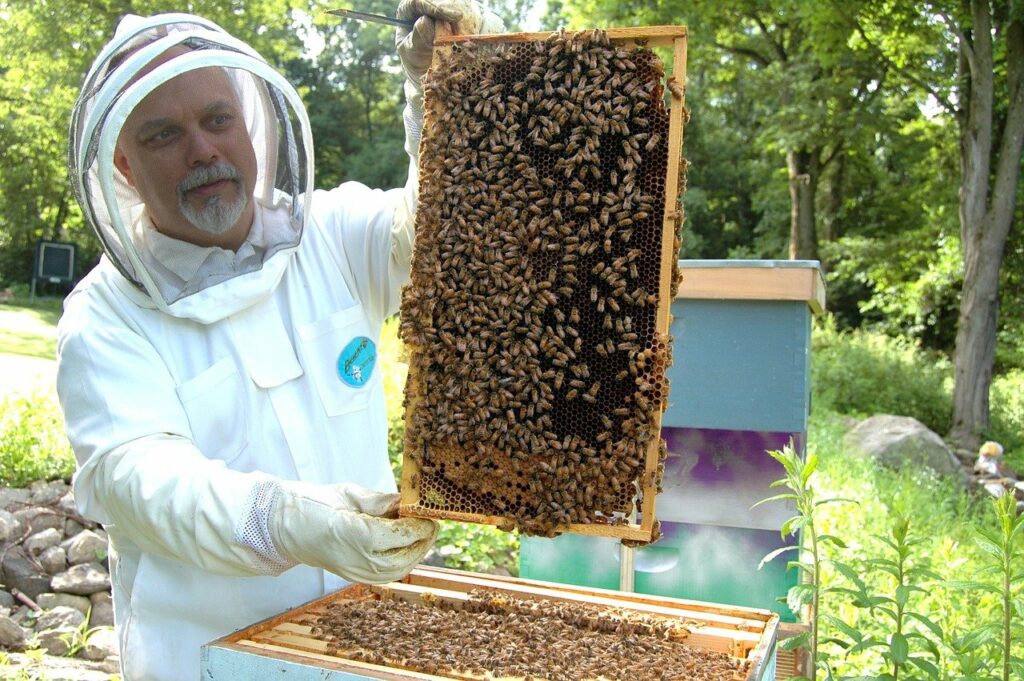 Imker präsentiert sein Bienenvolk voller Stolz