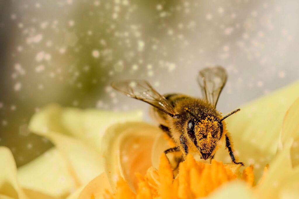 Biene bestäubt eine Blume Warum sind Bienen für uns so wichtig