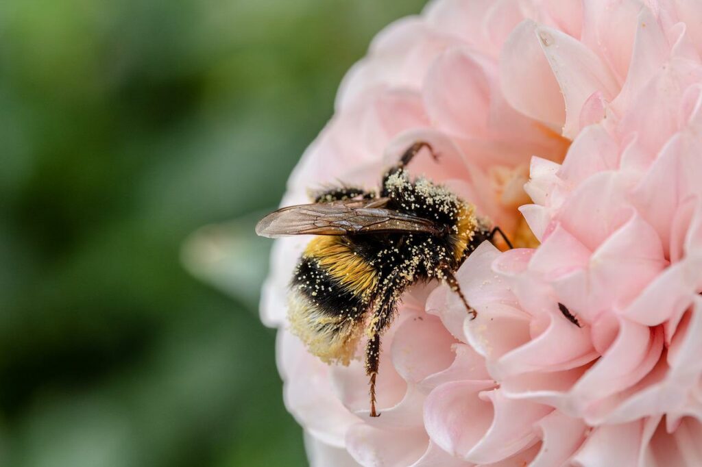Biene bestäubt eine pinke Blume