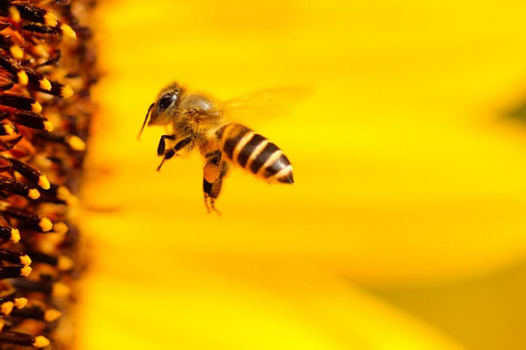 Biene im Flug Honig Wie man Bienen vom Schwärmen abhält - Schwarmverhinderung