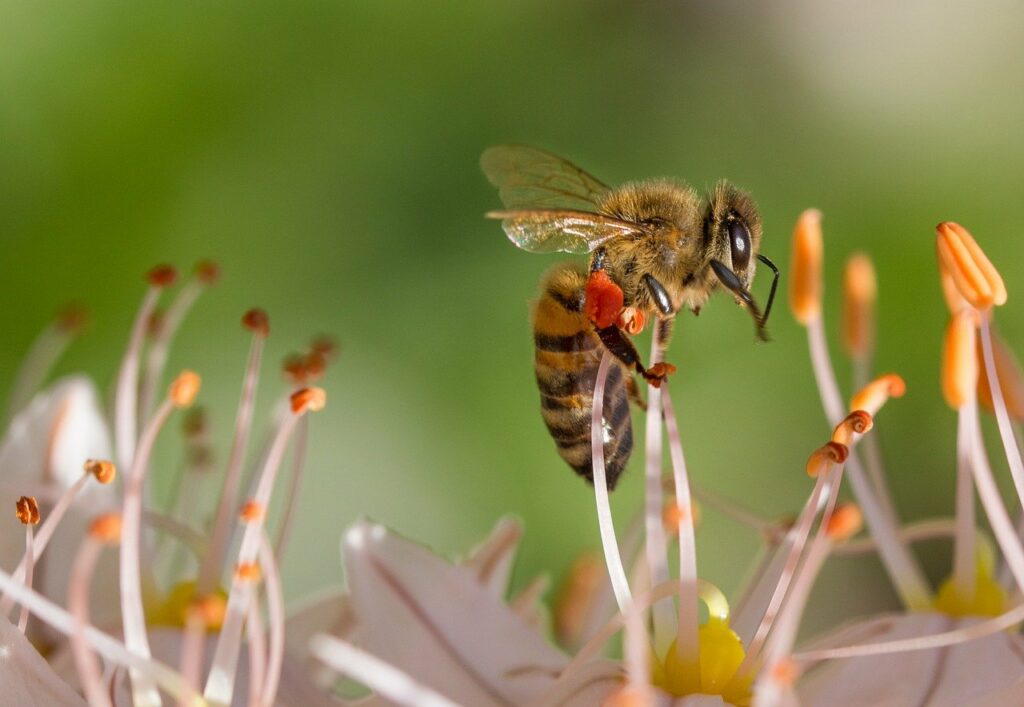 Biene klettert auf Blume Haben Bienen Zähne
