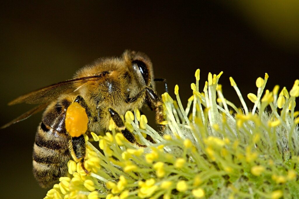 Biene krabbelt auf Blüte pollen Warum sind meine Bienen plötzlich aggressiv