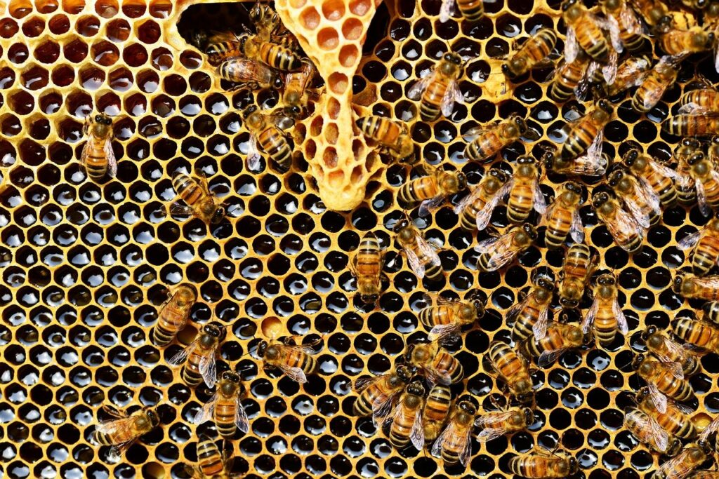 Honigbienen in der Wabe Wie viele Bienenstöcke für neue Imker