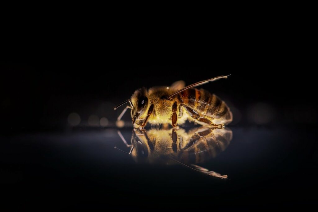 Nahaufnahme einer Honigbiene Warum sind meine Honigbienen auf dem Boden