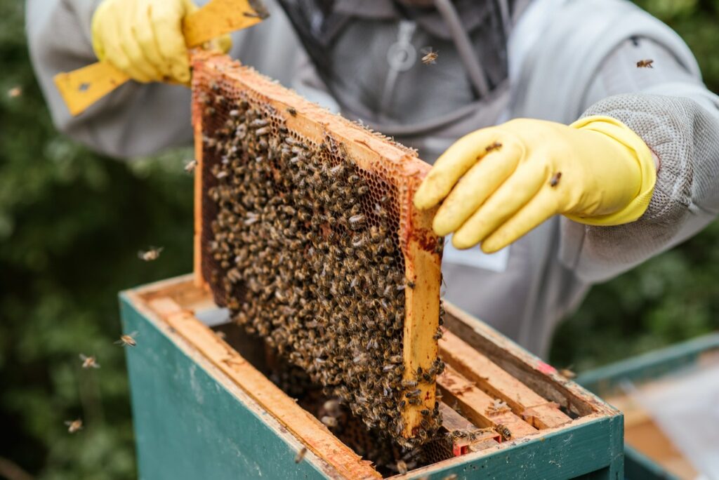 Imker betrachtet Bienenbeute Imkerhut Test Welche Haube darfs sein