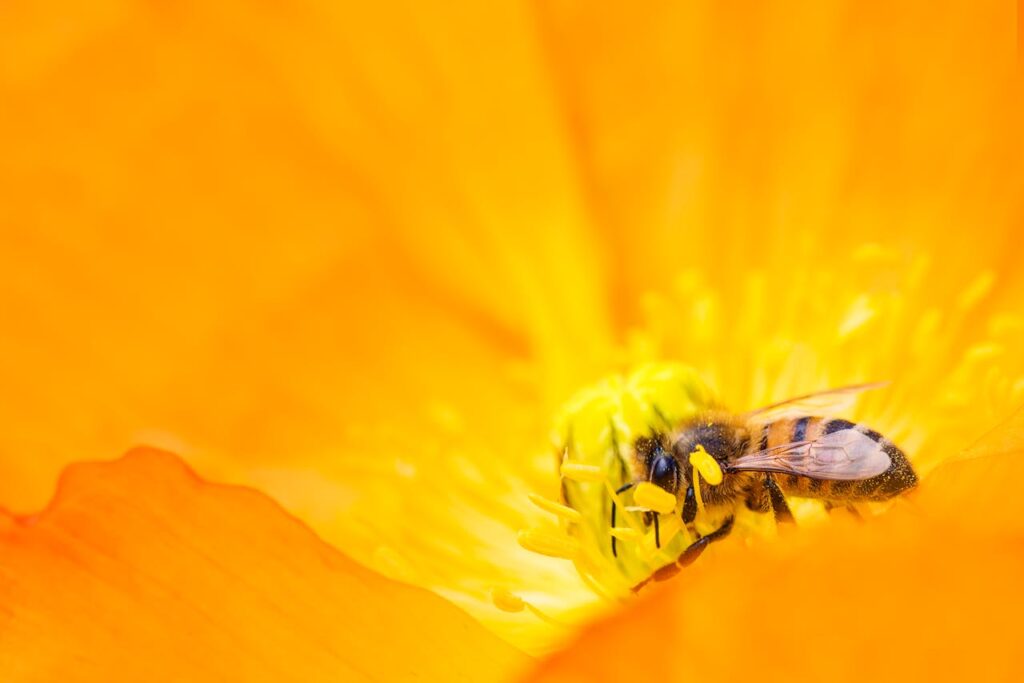 Biene sitzt auf einer Blume Die Bienen im Garten – optimierte Haltung und perfekte Umgebung