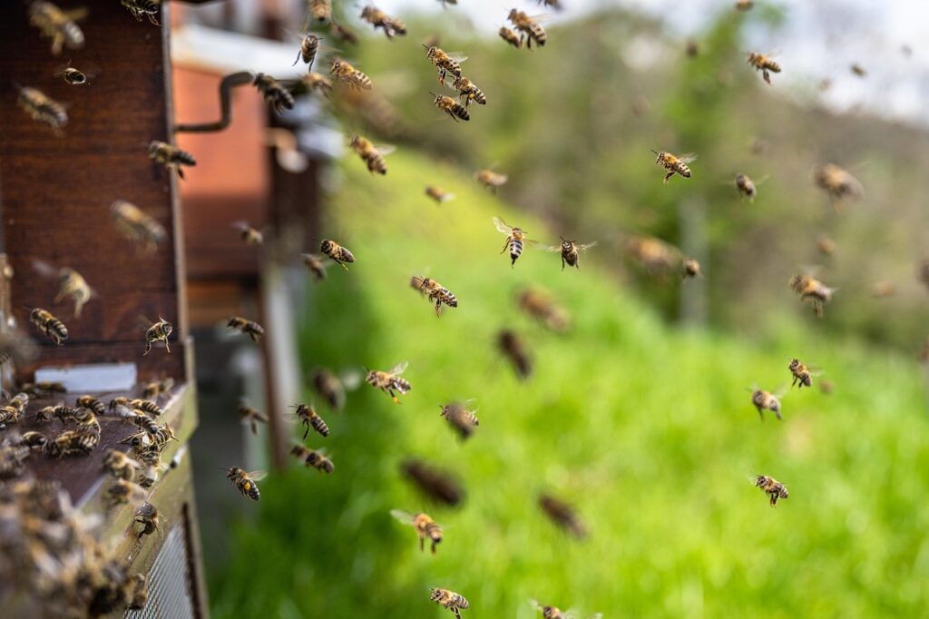 Bienenschwarm im Flug vor Bienenbeuten Honigschleuder kaufen Sidebar