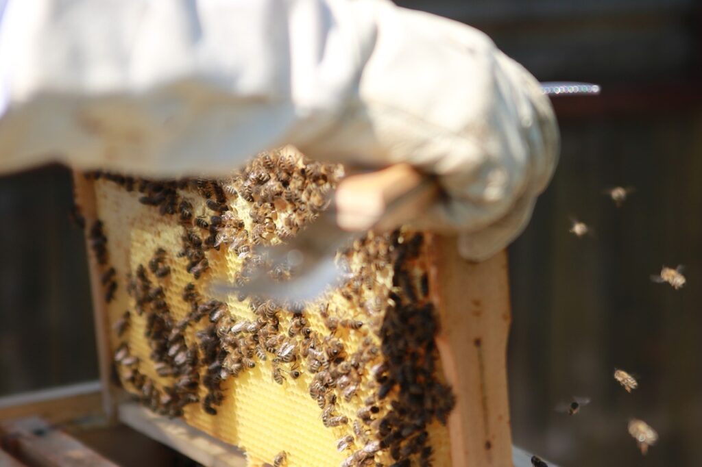 Imker begutachtet Bienenwabe Honigschleuder kaufen Sidebar
