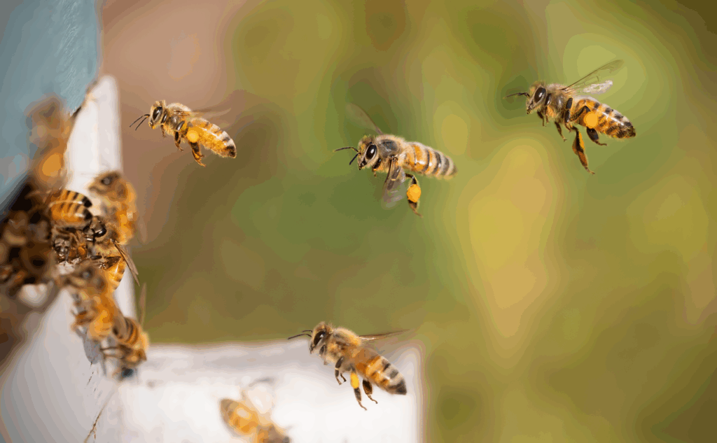 Bienen im Flug Varroamilben erkennen und behandeln